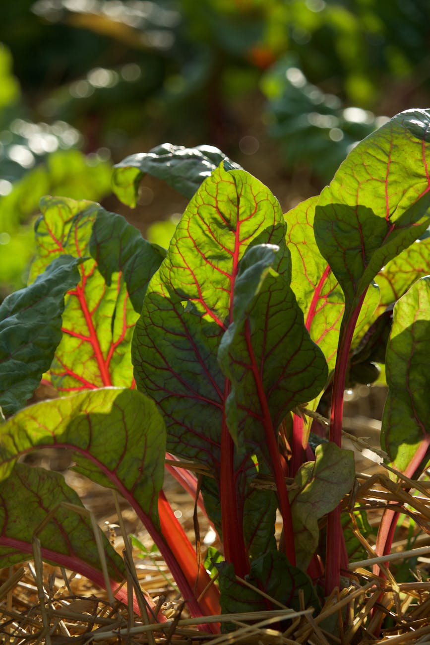 close up of straw mulch around young vegetable plants