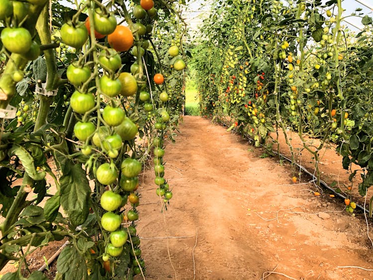 Tomato Plantation In A Greenhouse 