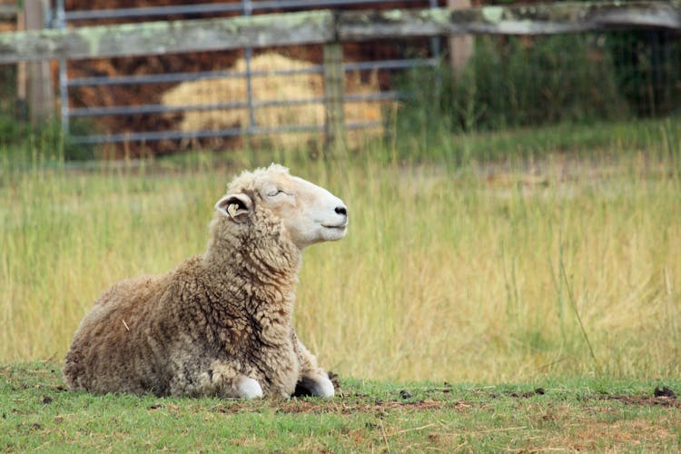 Portrait Of Happy Sheep