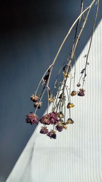 Dried stems hanging in sunlight — photo by Albinus Tejo S on Pexels