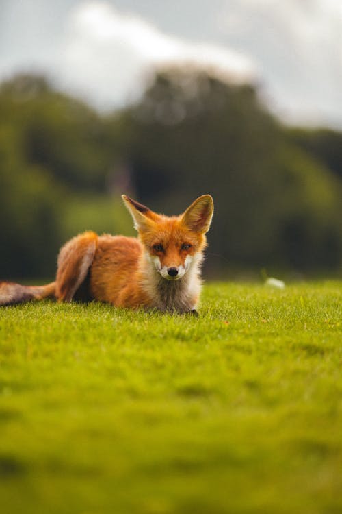 Fox Lying on Green Grass