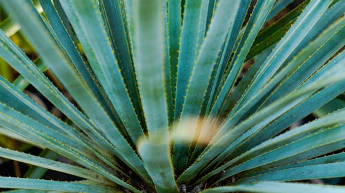 Gratis stockfoto met agave, bladeren, fabriek