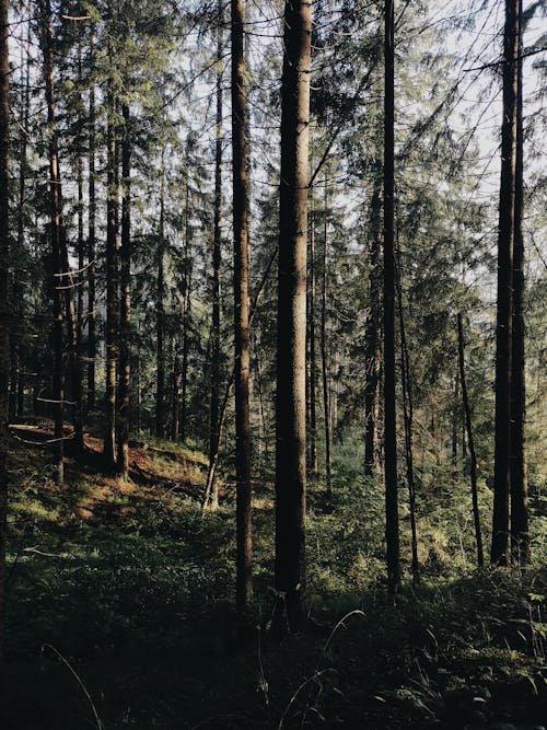 Fotobanka s bezplatnými fotkami na tému fotografia prírody, kmene, lesy