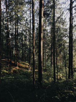 A serene forest scene with tall trees and dappled sunlight filtering through branches.
