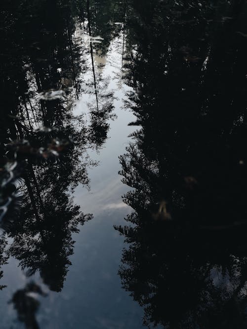Základová fotografie zdarma na téma detail, odraz vody, stromy