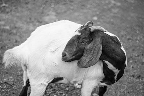 Bezpłatne Darmowe zdjęcie z galerii z czarno-biały, domowy, fotografia zwierzęcia Zdjęcie z galerii