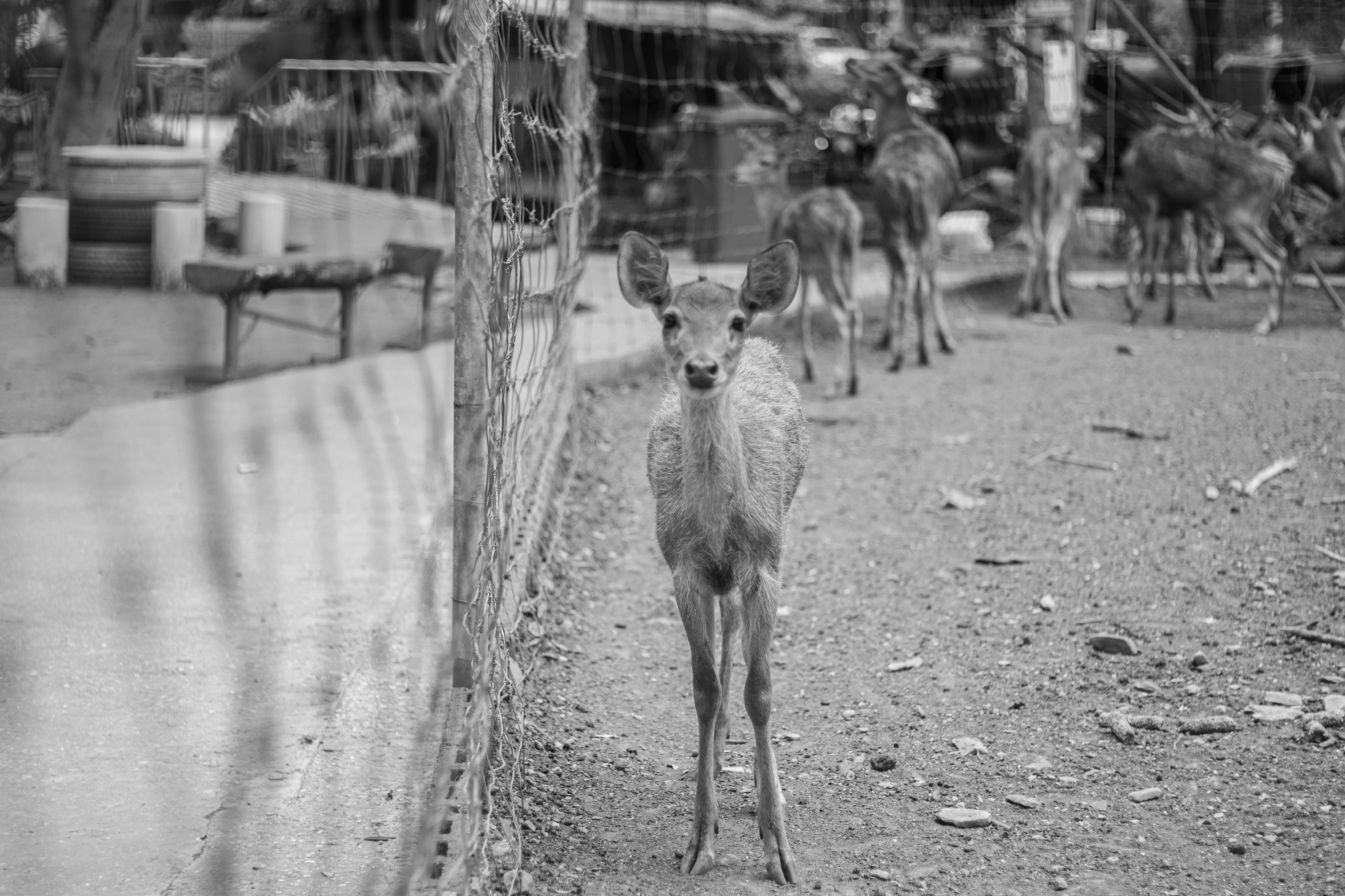 grátis Foto profissional grátis de animais em cativeiro, animais selvagens, animais selvagens urbanos Foto profissional