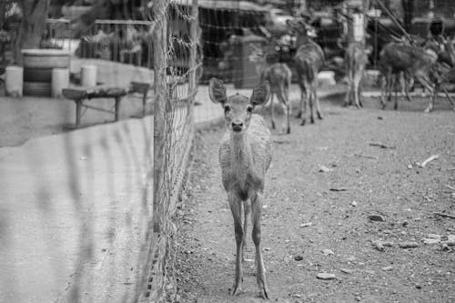 Foto profissional grátis de animais em cativeiro, animal, caneta