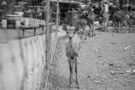 Black and White Photo of Deer 