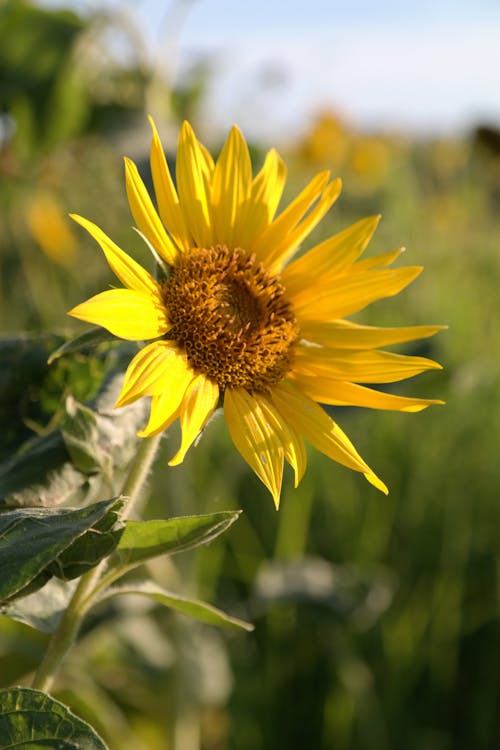 Sunflower in Close-Up Photography