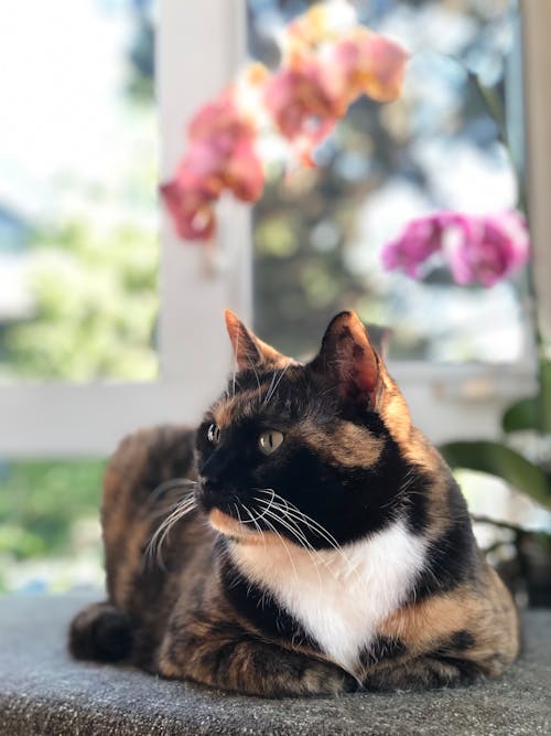 Fluffy Cat Sitting Outdoors