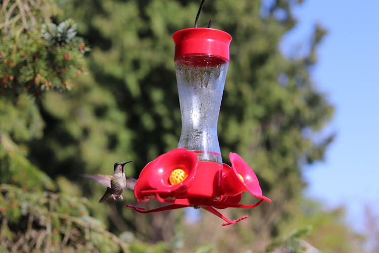 Photo Of A Hummingbird Feeder