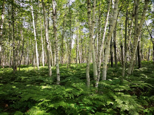 Forest with Birch Trees and Ferns