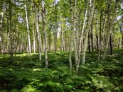 Green Plants and Trees