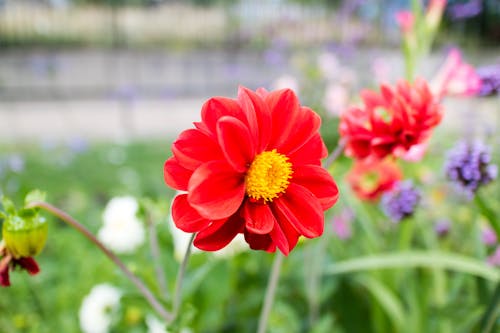 紅色, 紅色的花朵, 花卉植物 的 免费素材图片