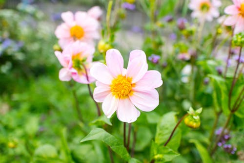 Kostnadsfri bild av blommor, rosa blommor