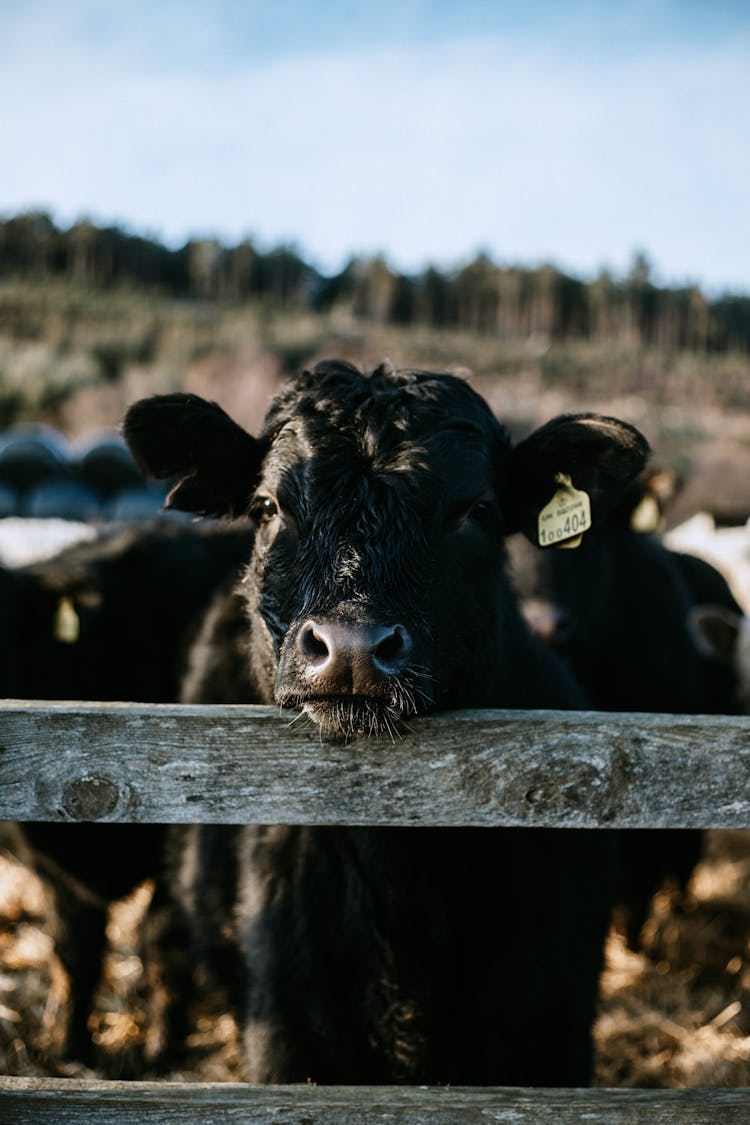 Aberdeen Angus Cattle Behind A Wooden Fence