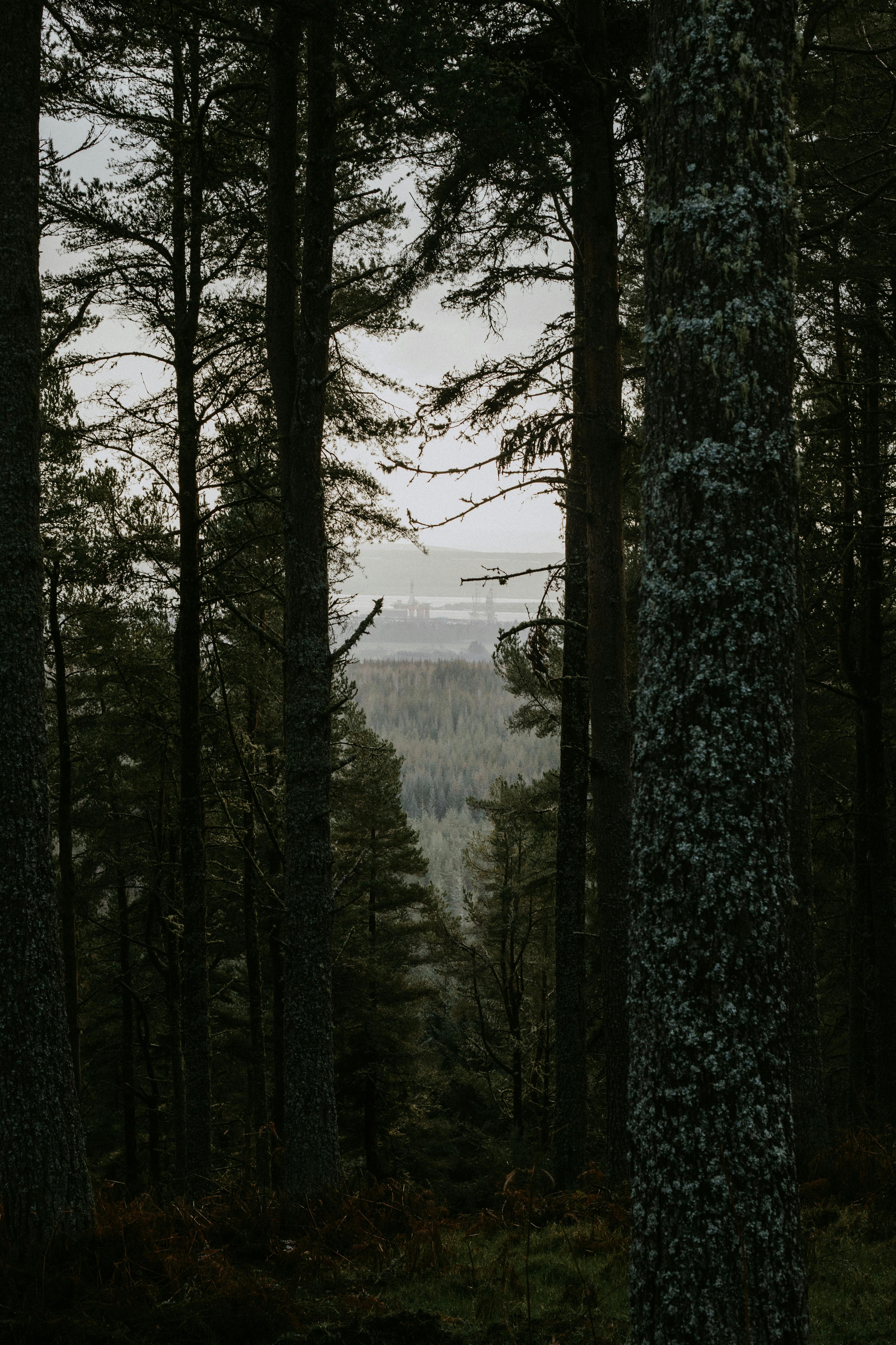 Explore the quiet beauty of a Scottish forest with dense pine trees and distant horizons.