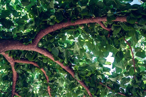 Free stock photo of leaves, mulberry, natural