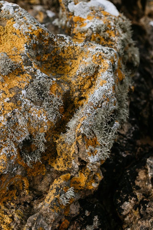 Fungi on Rock