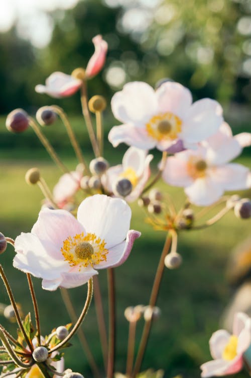 Fotobanka s bezplatnými fotkami na tému japonský náprstok, kvet ovocného stromu, kvetinová fotografia