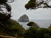 Green Tree Near Body of Water