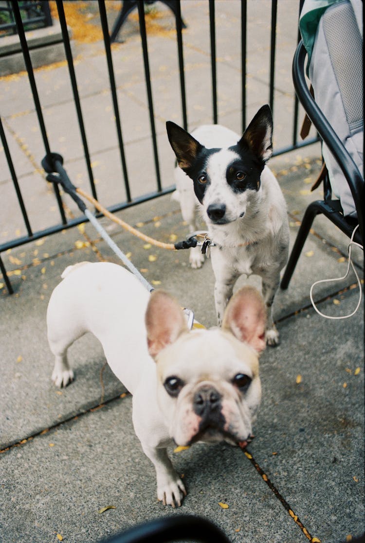 Photo Of Dogs On Leash