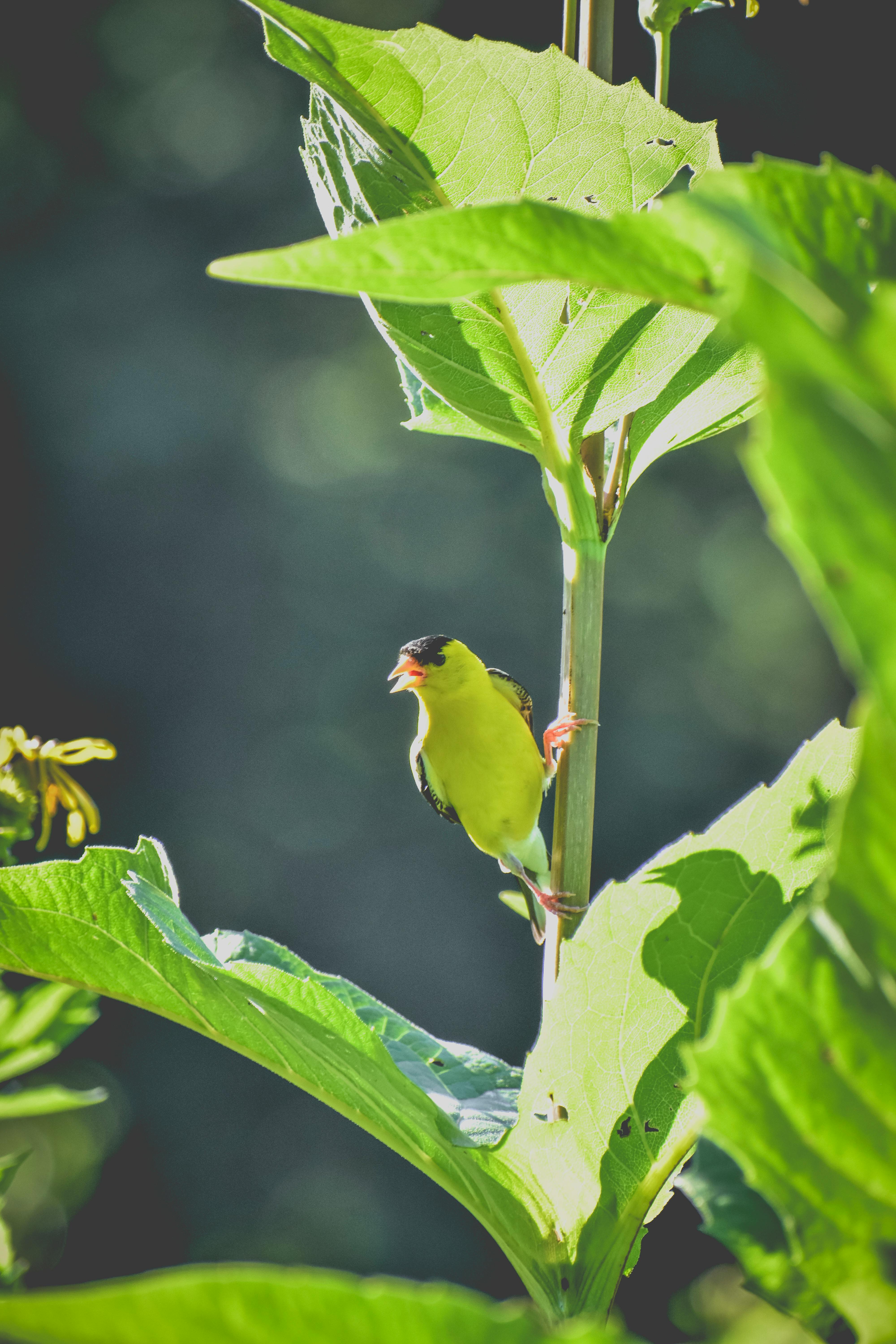 Tiny bird tweeting and sitting on thin stem with green foliage on blurred background of nature