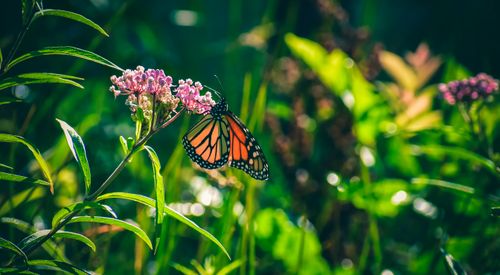 Free Colorful butterfly sitting and pollinating pink flower among green plants in sunny day Stock Photo