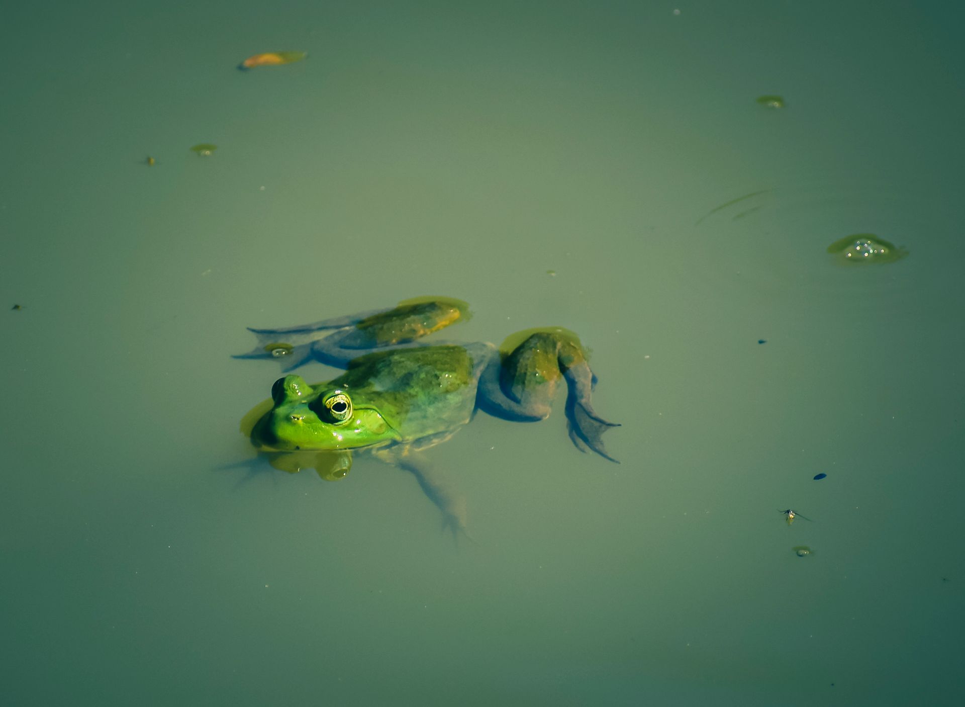 From above of small bright frog swimming in dirty green water of pond in sunny day