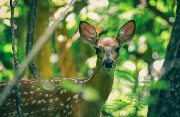 White Tailed Deer Standing In Forest