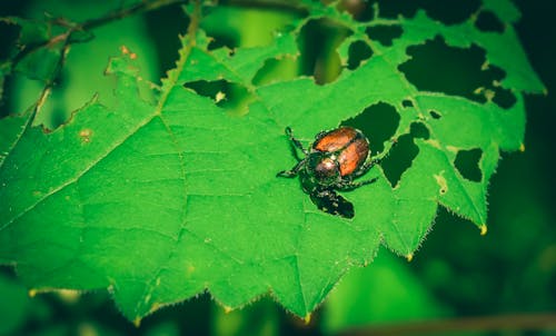 Closeup of small Japanese beetle sitting and eating green leaf of plant in sunny day