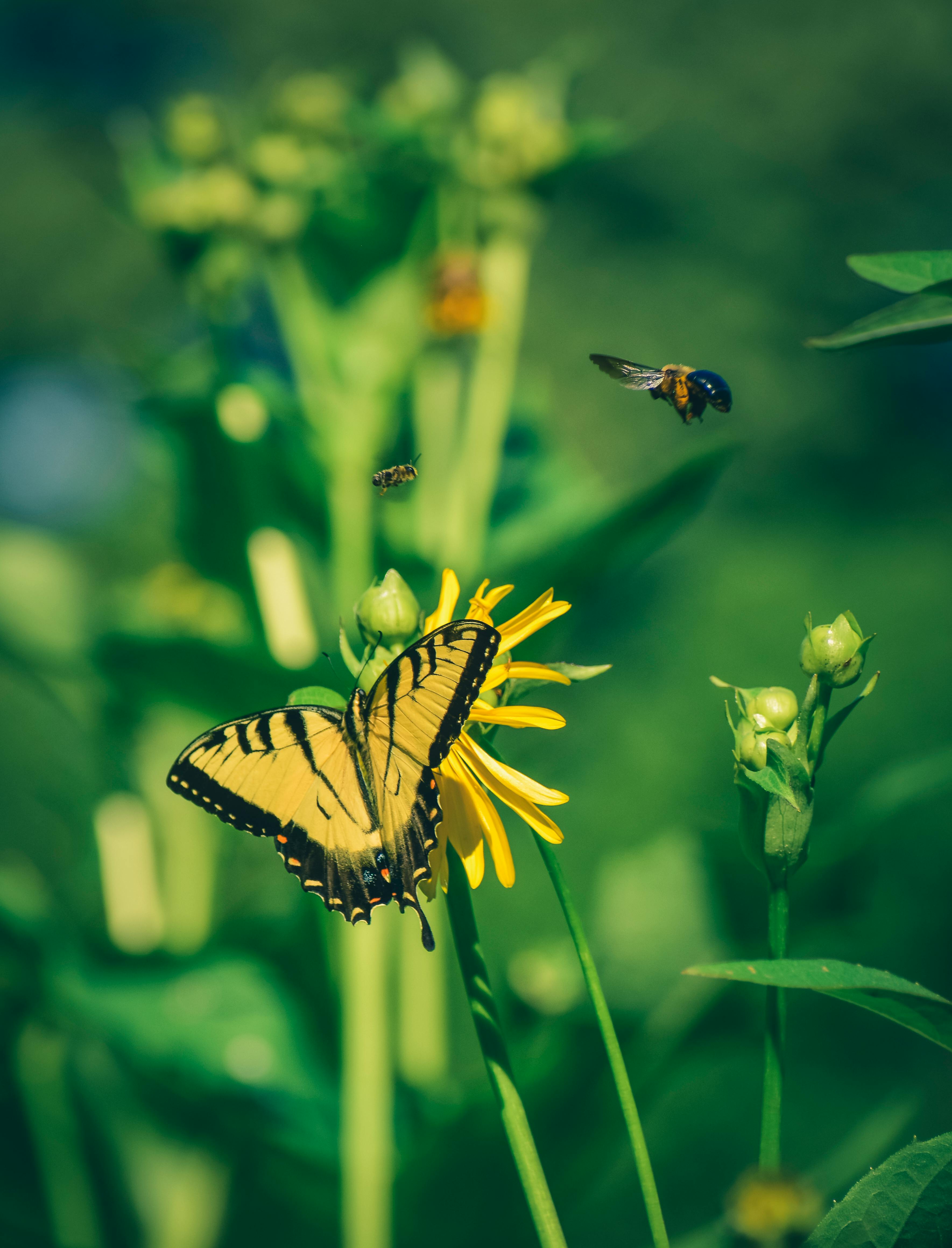 Bright butterfly pollinating flower in garden · Free Stock Photo