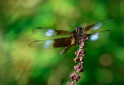 Dragonfly with large eyes and two pairs of transparent wings and elongated body flying with dry twig on nature
