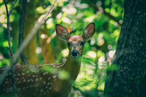 Free Peaceful wild white tailed deer standing in green forest and grazing in sunny day Stock Photo