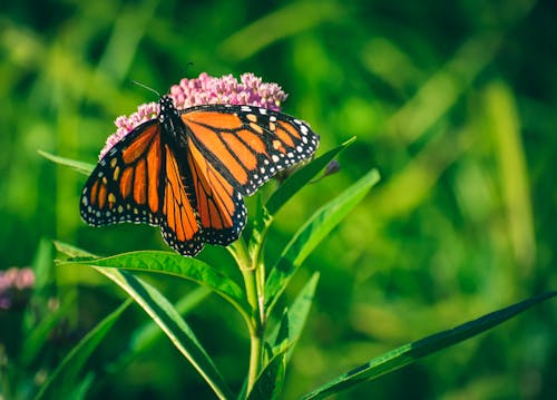 Free Bright butterfly with orange wings sitting on blooming flower against green grass in sunny say Stock Photo