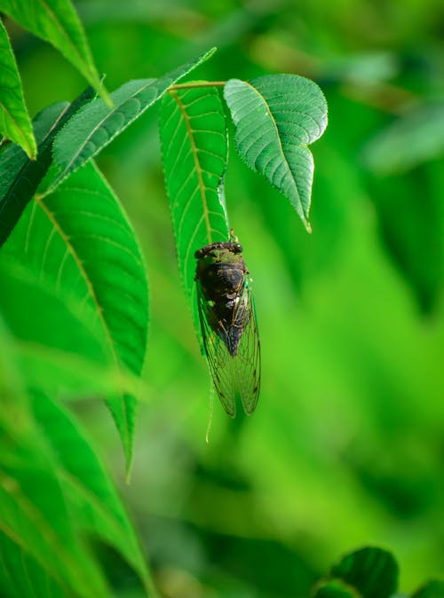 Small Cicadoidea insect with transparent wings hanging on green leaf of tree in daytime