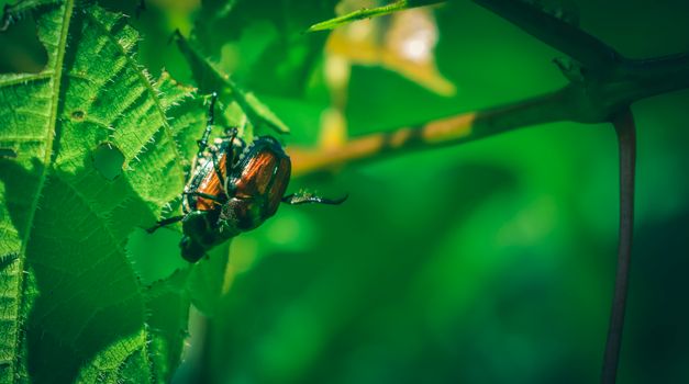 Small colorful beetles mating in nature