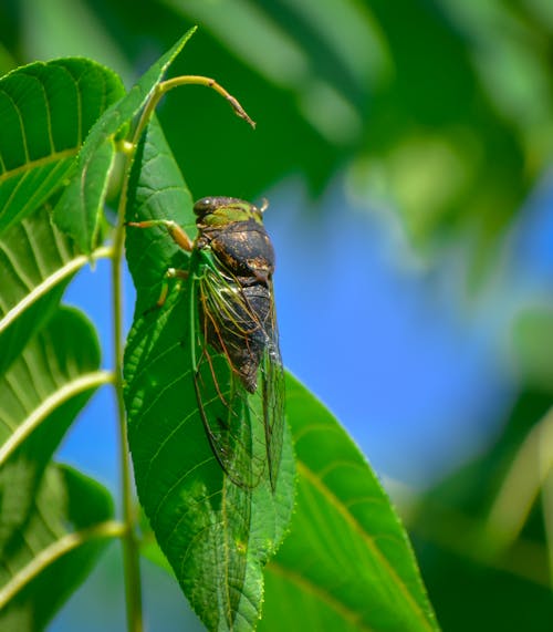 Cicada with transparent wings crawls along plant stem among foliage in sunlight