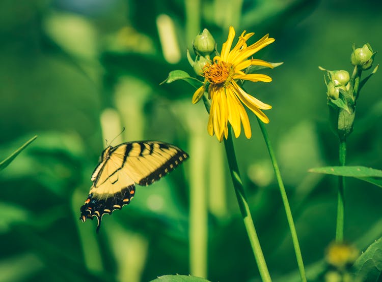 Butterfly Flying Near Yellow Flowers In Nature