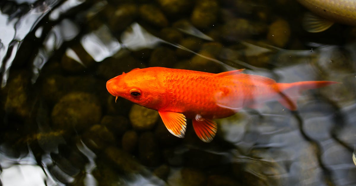 What's Changing in Lake Fishing and Why It Matters