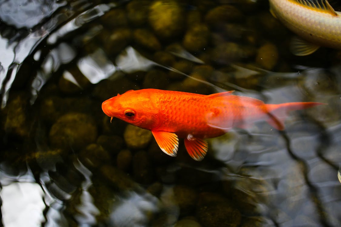 бесплатная Апельсиновая и белая рыба в воде Стоковое фото