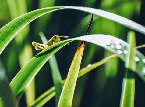 Small green mantis or grasshopper sitting on verdant plant leaf in lush forest on sunny day
