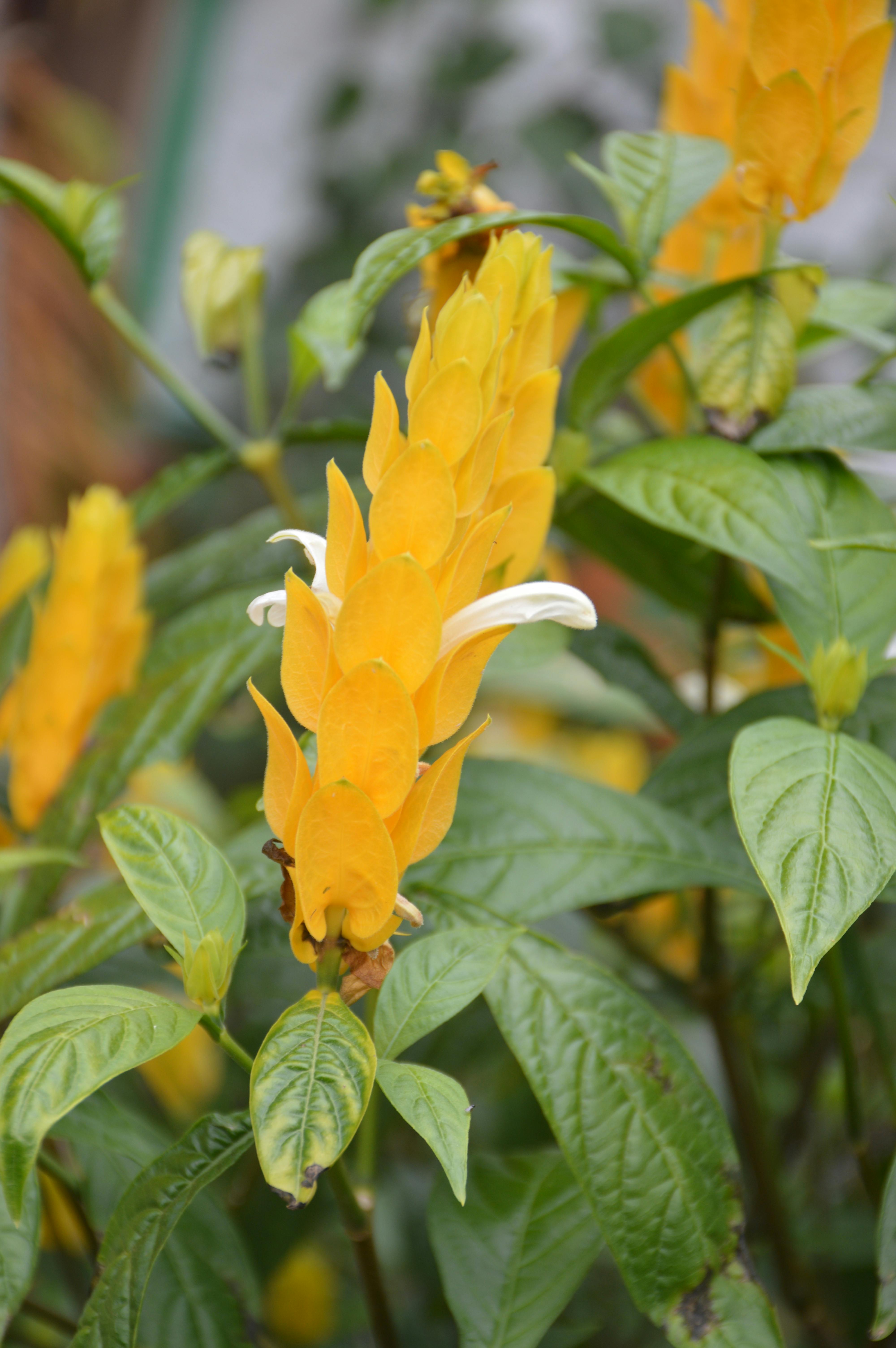 NVIDIA GeForce RTX 4080