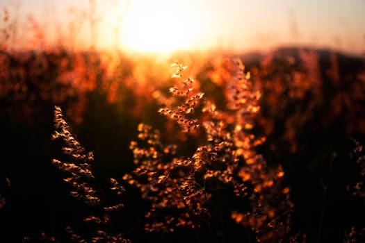 Backlit wild grasses glow under the warm sunset light, capturing nature's serene beauty.