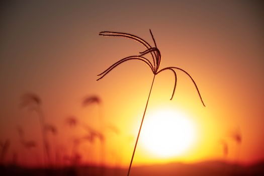 A serene silhouette of grass against a vibrant sunset, creating a warm and peaceful ambiance.