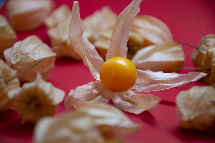 Close-up Of A Peruvian Groundcherry