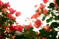 Red Flowers With Green Leaves