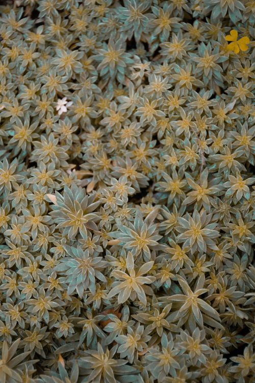 Free A mesmerizing close-up view of vibrant succulent plants displaying intricate natural patterns. Stock Photo