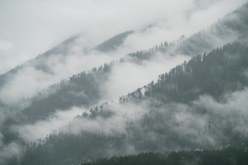 Silhouette of Trees on Mountains in the Clouds